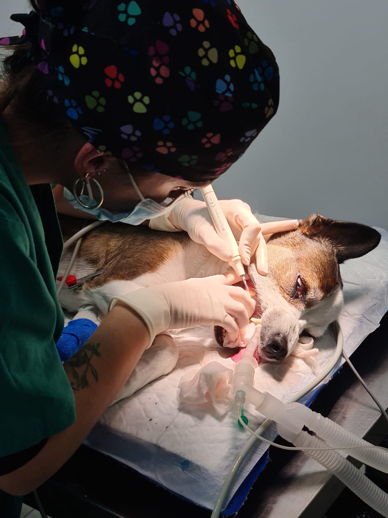 Perro bajo anestesia general realizándose una limpieza bucal en manos de nuestra experta veterinaria en Vellcan.