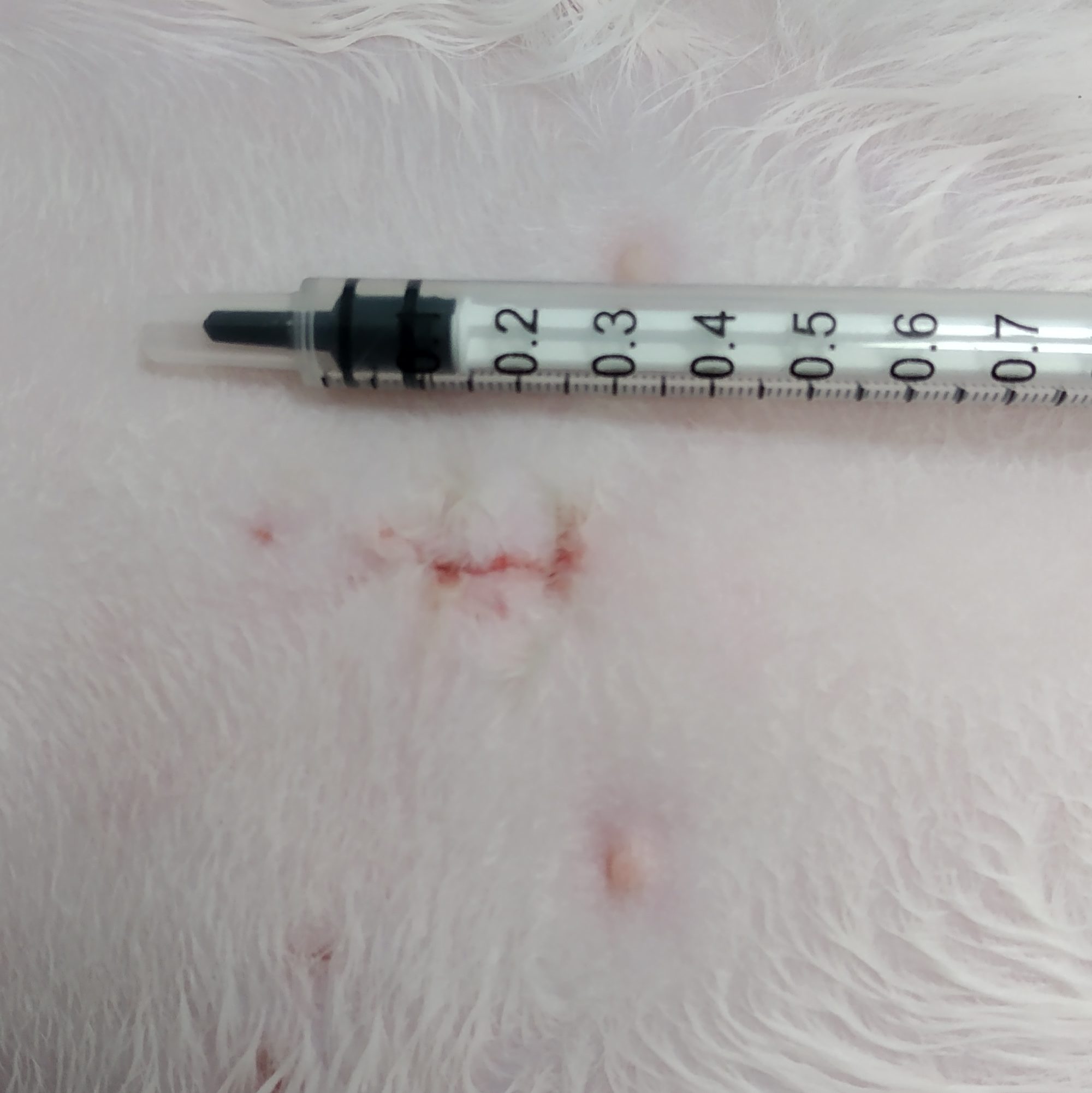 Cicatriz de una gata tras castración por laparotomía realizada en nuestro quirófano por nuestra veterinaria experta en cirugía.