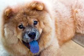 Un perro de la raza Chowchow con la lengua fuera en la que se aprecia claramente su color azul grisáceo
