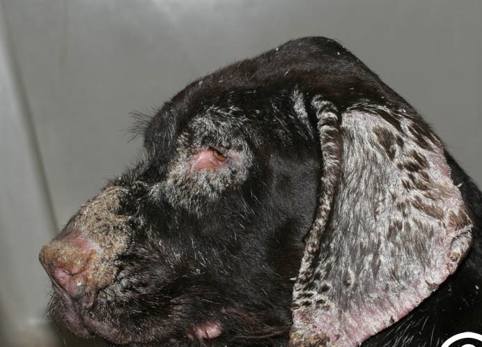 Imagen de perro con afectación cutánea de leishmaniosis