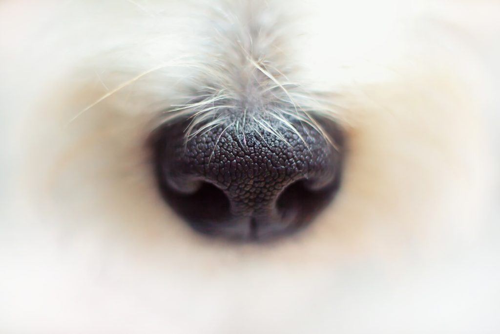 Foto de primer plano de la trufa de un perro